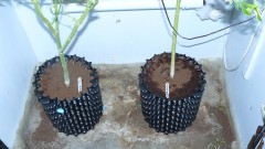 drobe rebuild buds 042