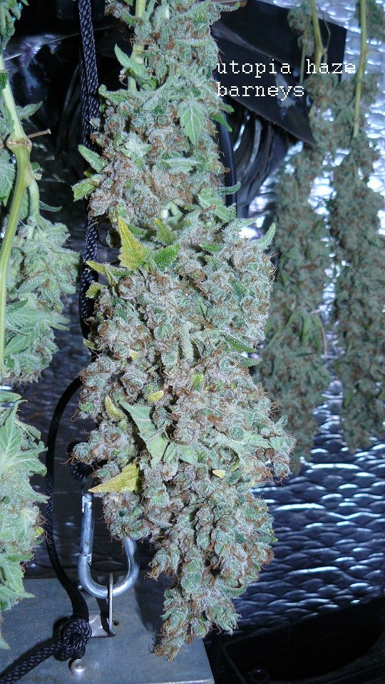 drobe rebuild buds 043