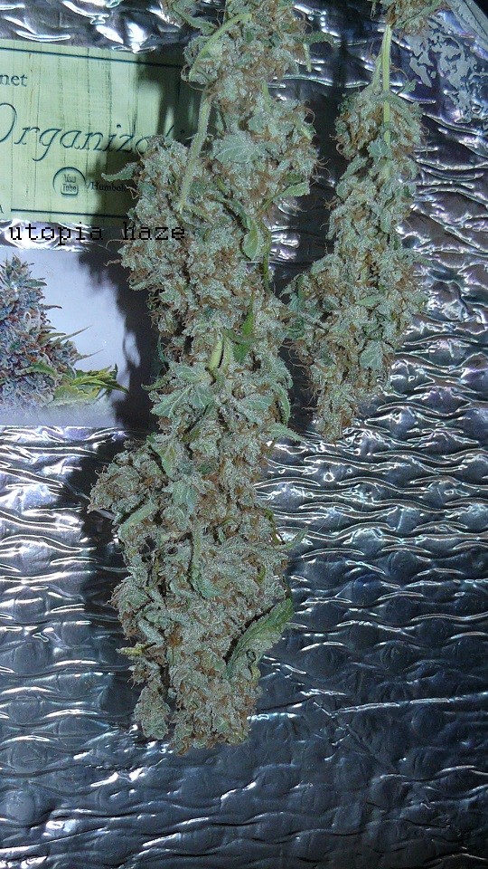 drobe rebuild buds 049