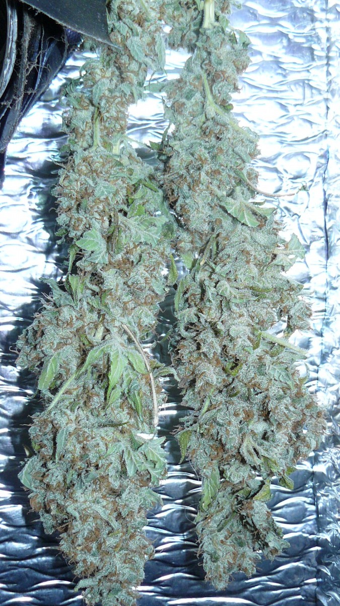 drobe rebuild buds 050