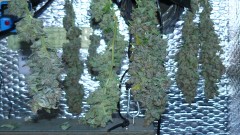 drobe rebuild buds 051