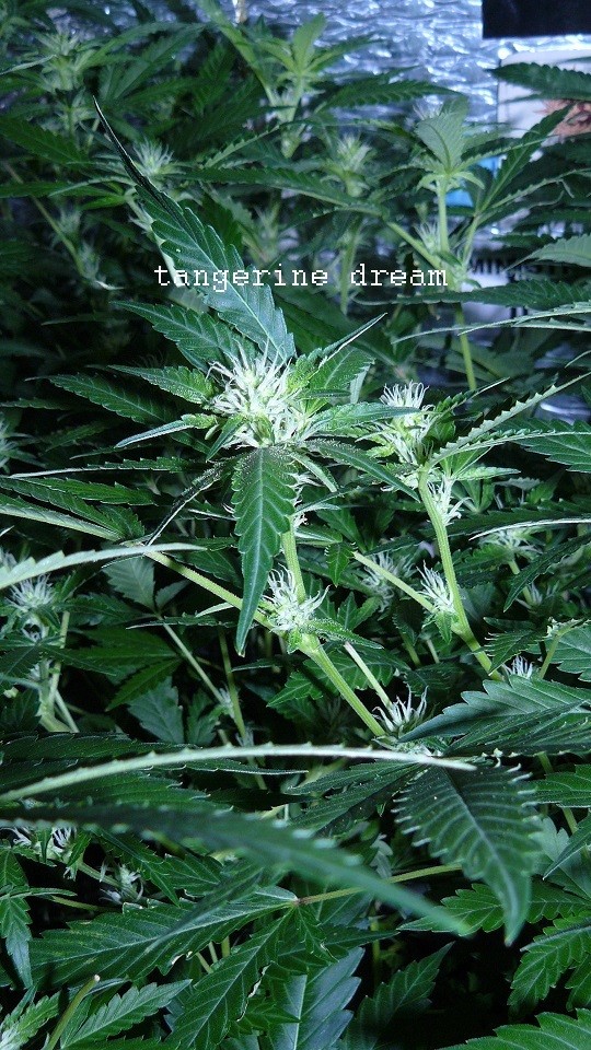 drobe rebuild buds 059