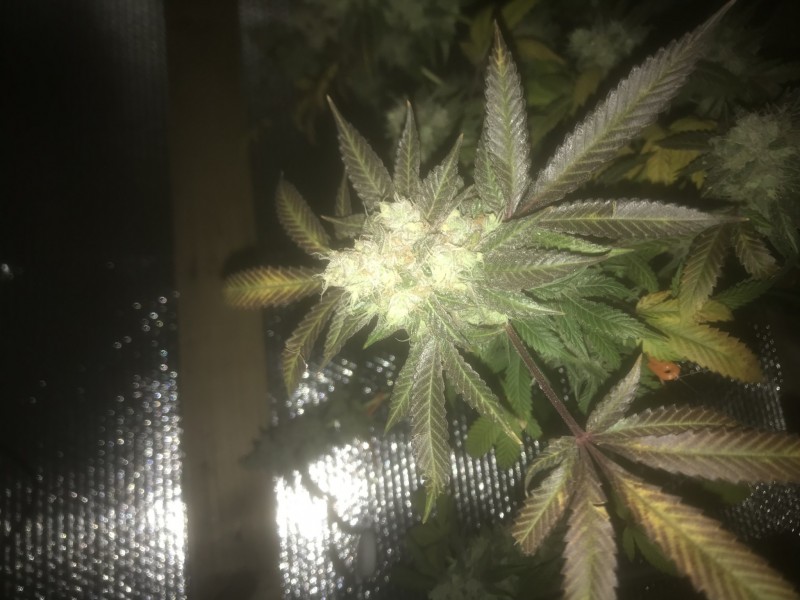 D9AE2121-0810-47E3-B095-E37DB5541C37