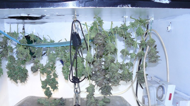 drobes harvest,veg cab 009