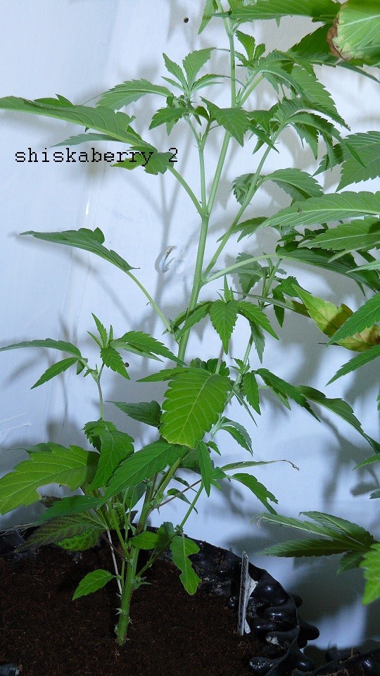 drobes harvest,veg cab 015