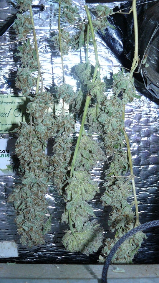 drobes harvest,veg cab 020