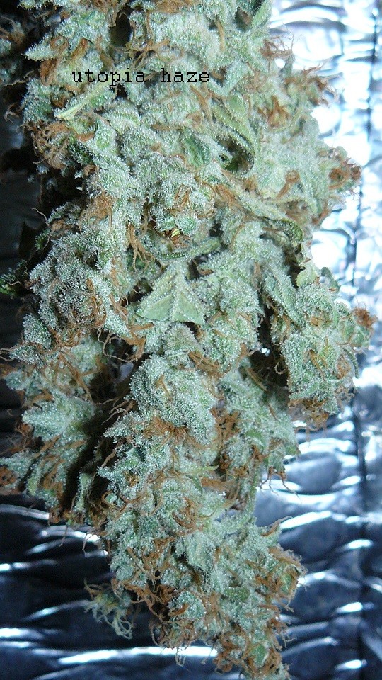 drobes harvest,veg cab 025