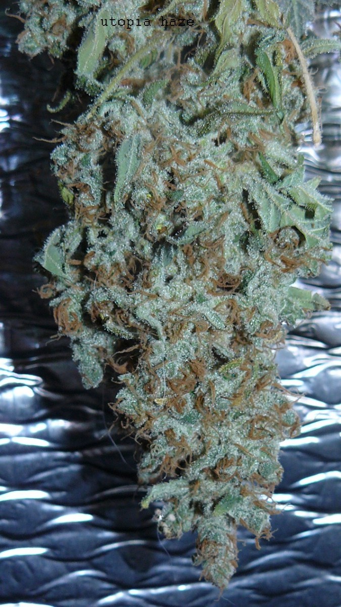 drobes harvest,veg cab 026