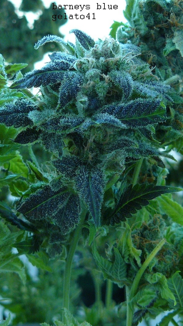 drobes harvest,veg cab 032