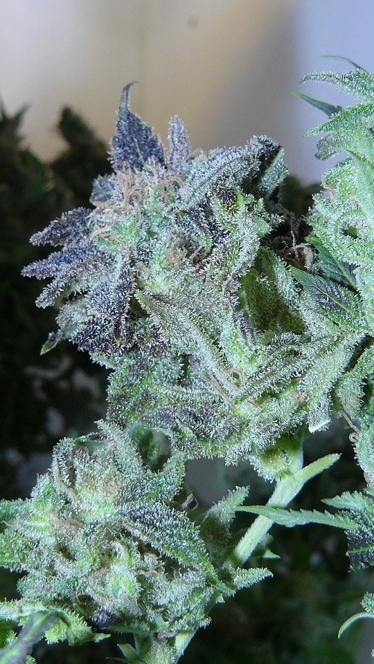 drobes harvest,veg cab 034