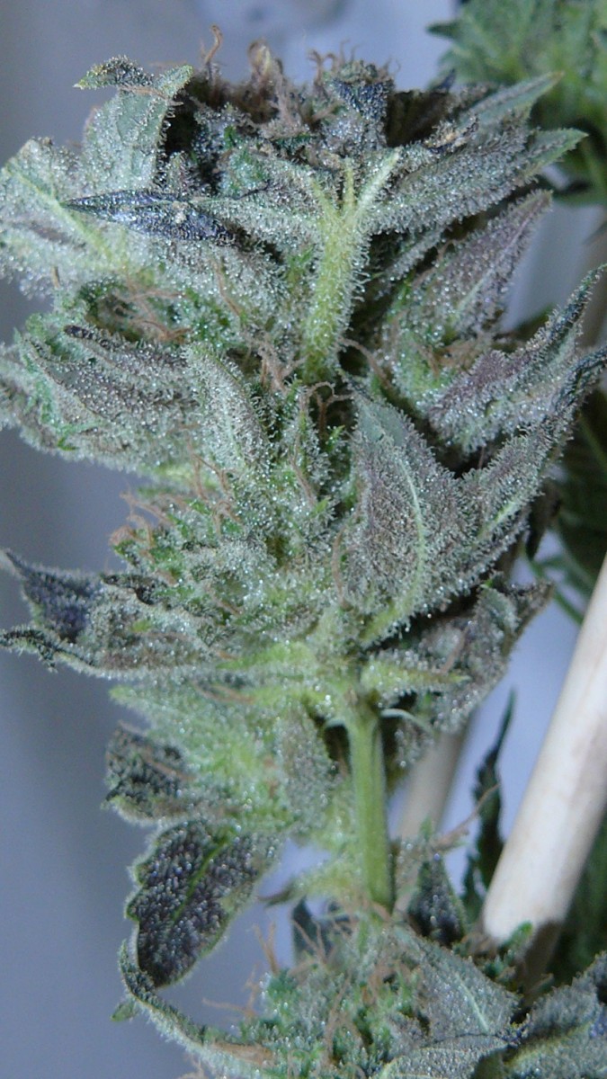 drobes harvest,veg cab 036