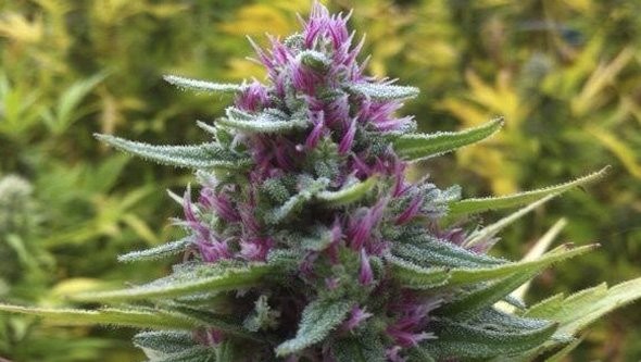 Pink-Plant-Eva-Seeds-lista-cosechar-1