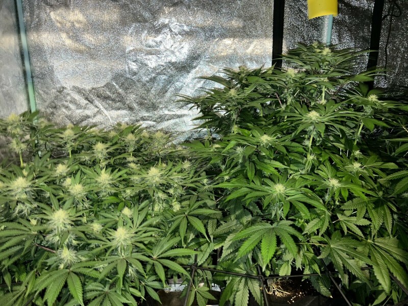 7C6971B8-54E5-43C5-BD42-E40531F708B0