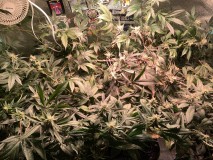 F7F1F813-EC69-4C46-89CD-CEFEB4C54FE4