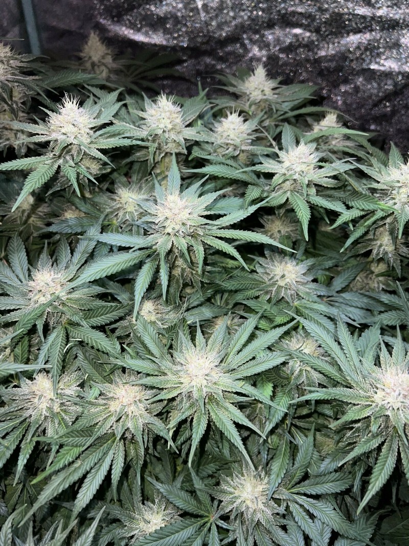 A3985C0A-C413-4EB3-B38A-8B3D390FD47F