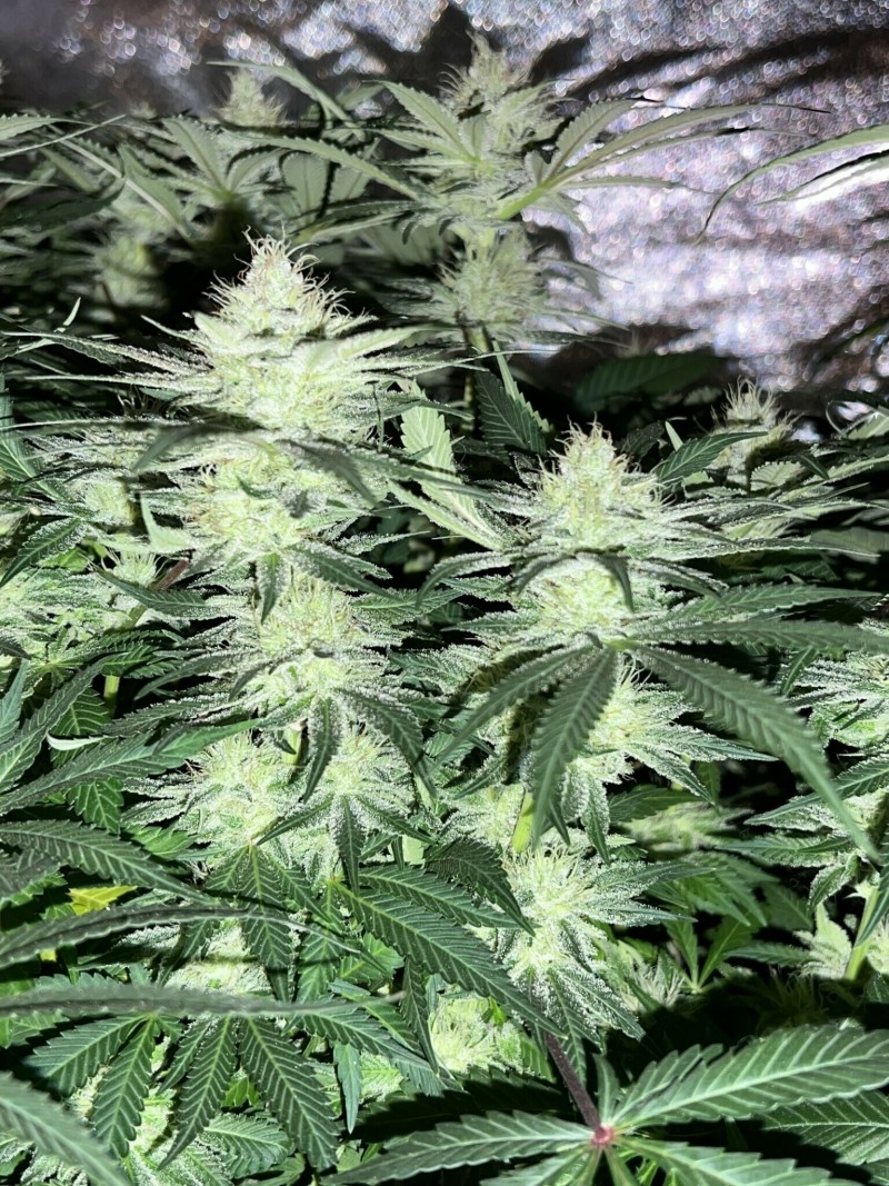 37924534-0F5D-4AA3-8078-33353F4F2BF1