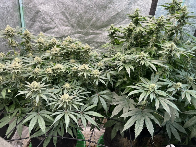 D4D4031E-903F-4304-BA7A-741A2BC842A7