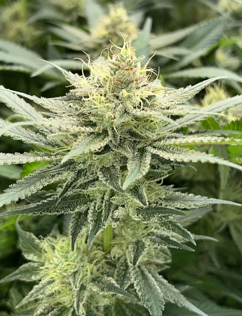 8727CAF4-17C4-4B9C-9CD0-A6437B933266