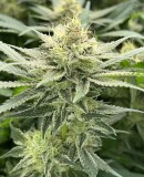 A0F70DF4-3E51-4271-9EDD-B8C3FE3056BE