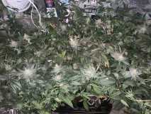 1B521D9F-579E-4FAC-A0C2-845473AE6FAC