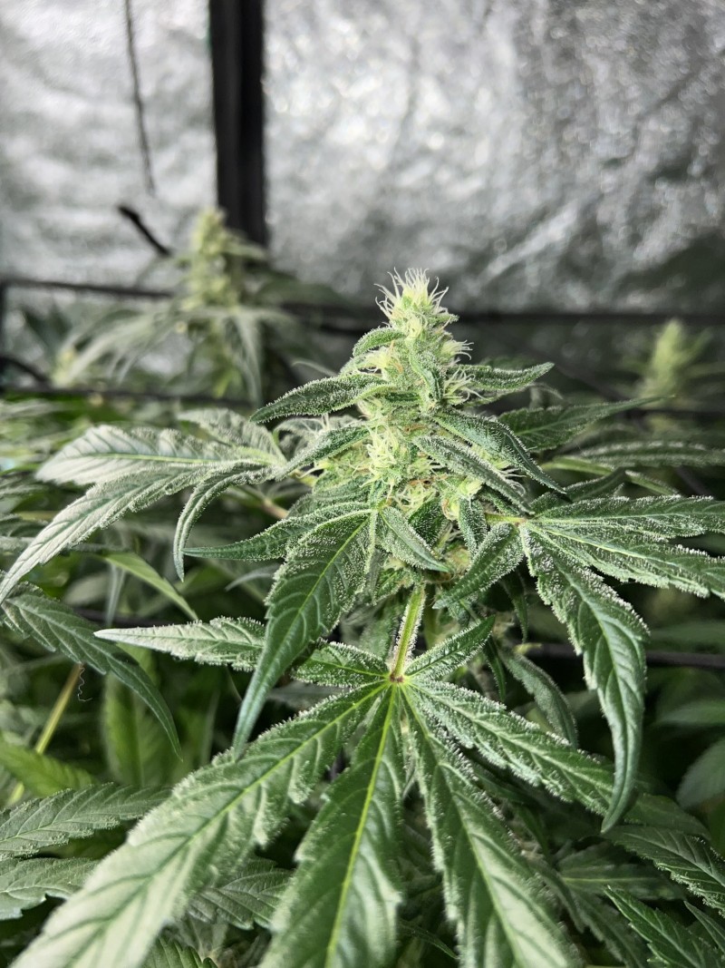 3843B3D7-EF87-428B-8458-6B40AB6F2EE6