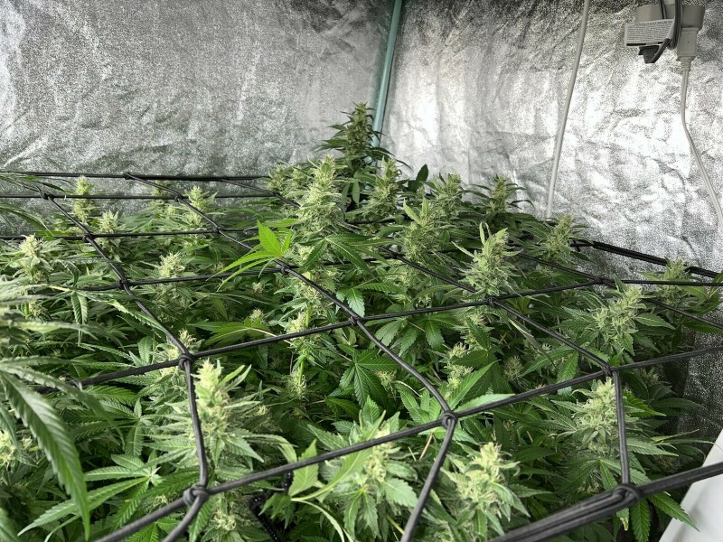 2BAD7D4D-9DC4-48D9-93E8-3351DCD4148A