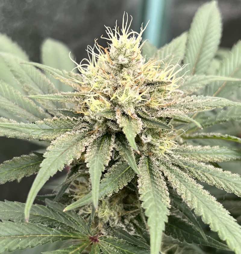 62511961-47DE-494C-AF23-9378FACEDE51