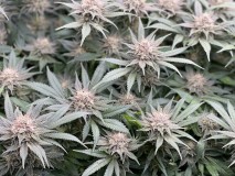 ED64D3F0-FB32-4FB8-9DF3-9E47F8E02B52