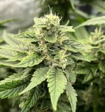 99255277-2955-4190-BCCA-99AEE9E8BCD8