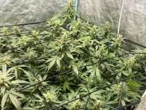 C6CBAA04-900B-4656-8539-10EE3E9610C0