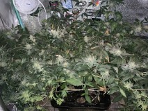 D7F15CF9-C237-425E-B87C-87875456AAE5