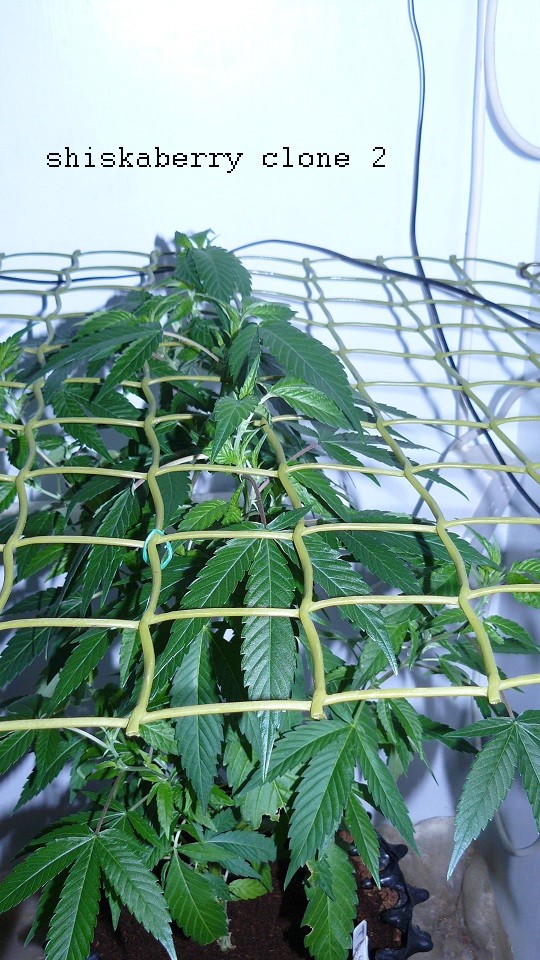 drobes 30 06 22,td 003