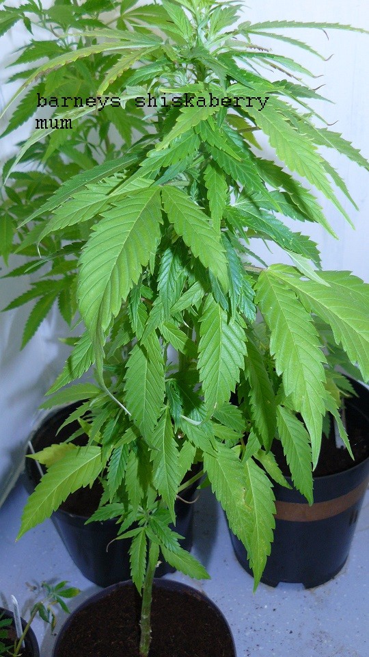 drobes 30 06 22,td 012