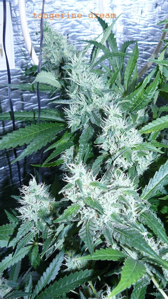 drobes 30 06 22,td 015