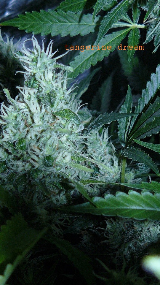 drobes 30 06 22,td 023