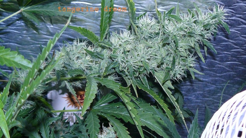 drobes 30 06 22,td 025