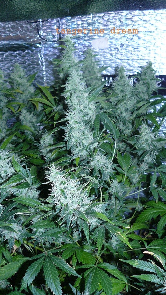 drobes 30 06 22,td 027