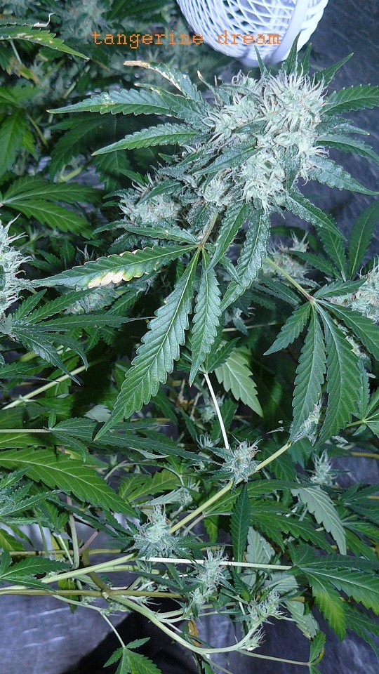 drobes 30 06 22,td 034