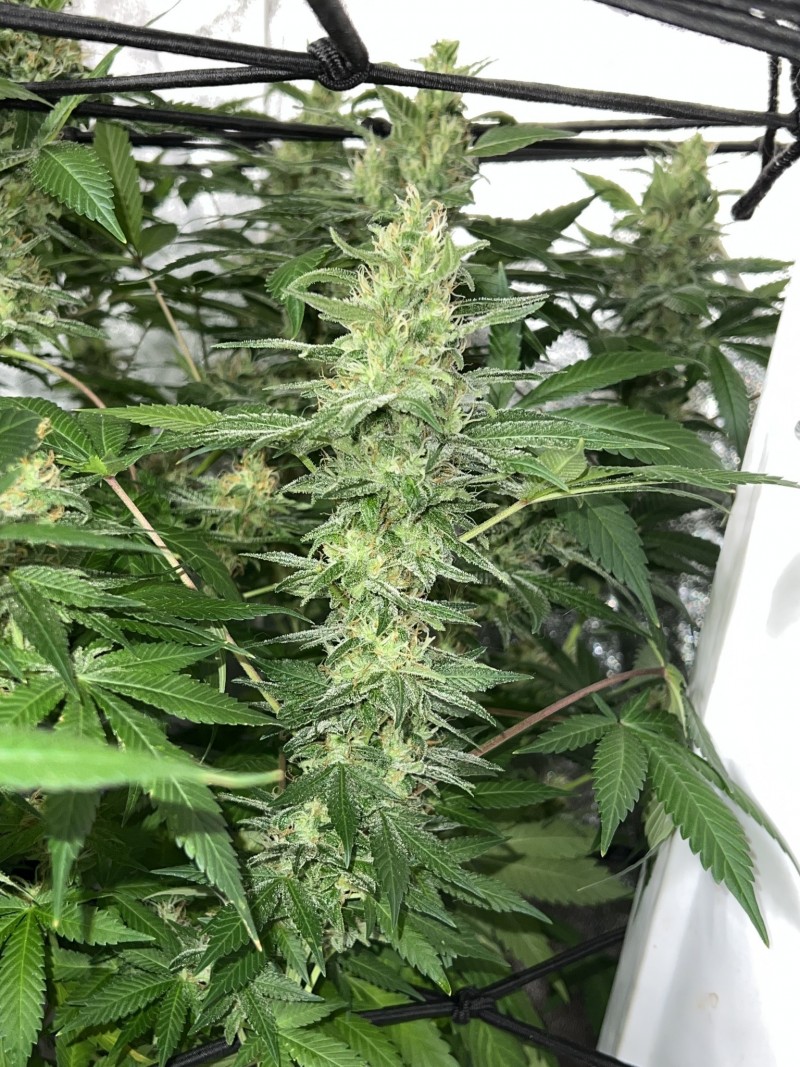 F6C36F2C-A061-41FD-A67E-31BBD49454BF