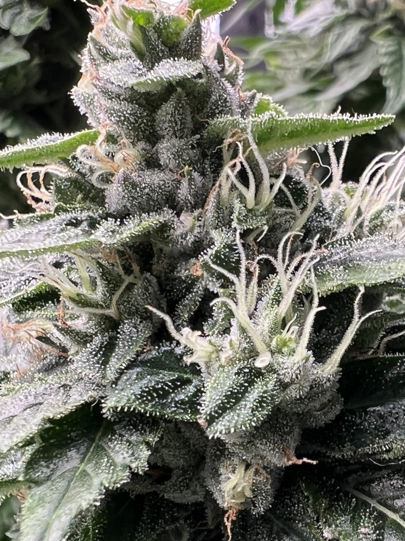 FD442EEE-AA0F-4036-B69B-DB1D86271F06