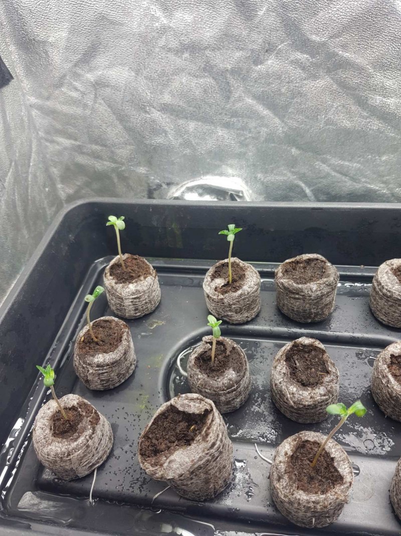 Bsv boss and terp town seedlings popping