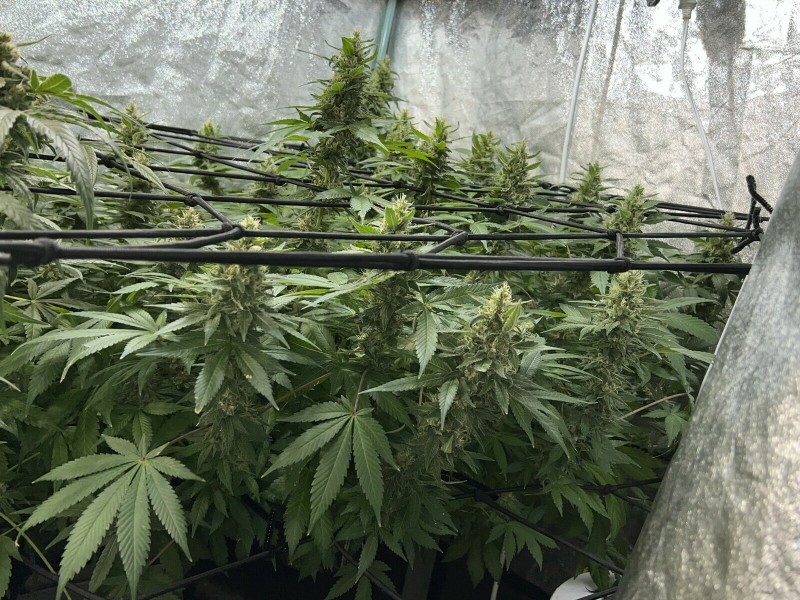 CDEA9588-7211-44C5-9E59-5B637BFF600A