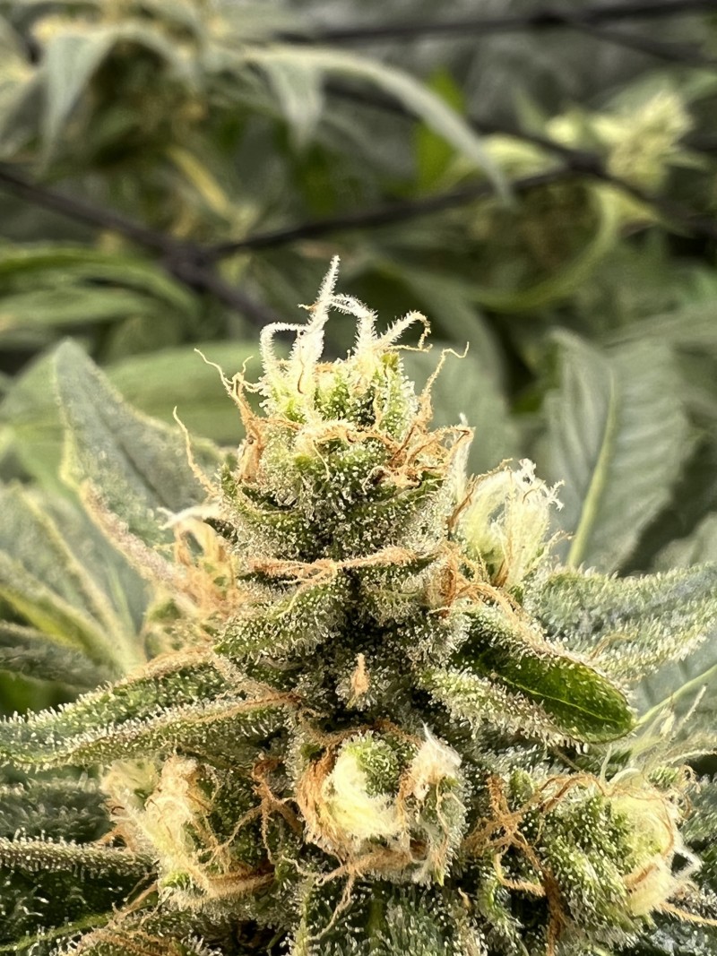 A398F14D-AFAD-4B62-8BBA-04D36192F13F