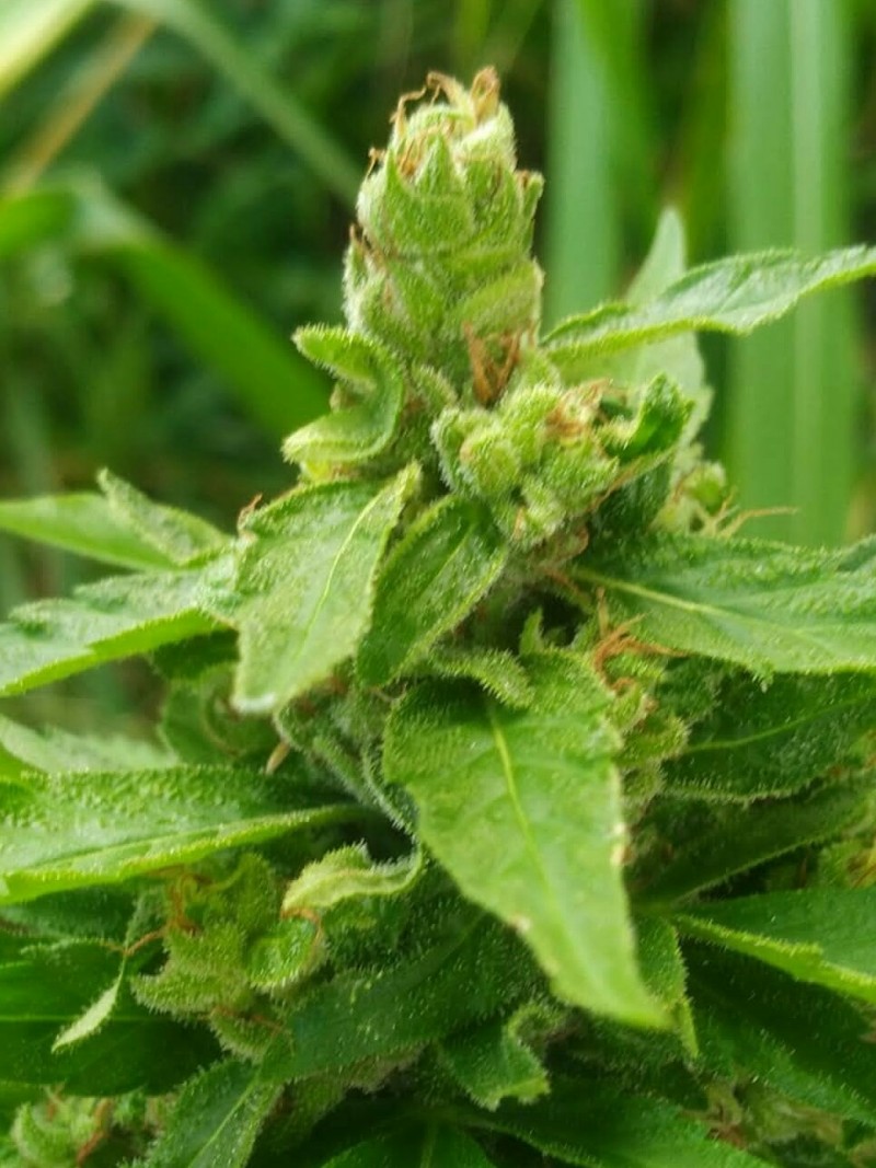 IMG-20211202-WA0004~2