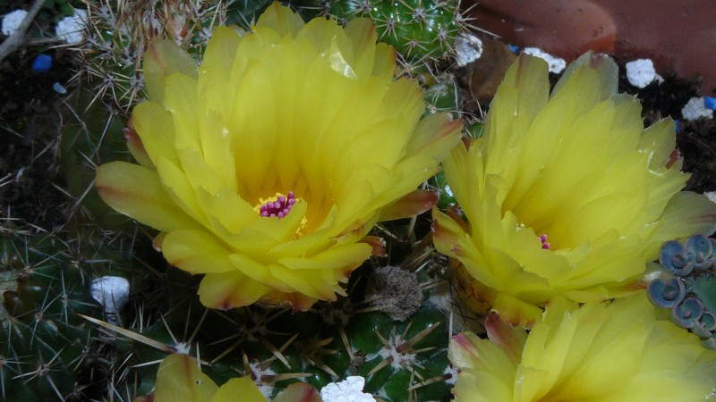 cacti flower 006