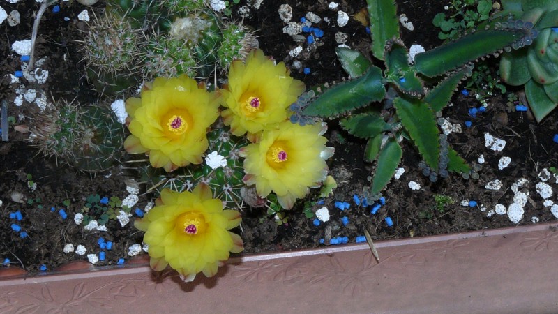 cacti flower 008