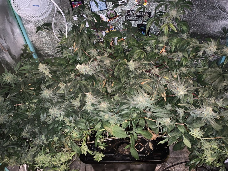 2FA4B024-4CFC-433B-8995-7EB09BDB2297