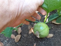 20220710_110636 - Copy