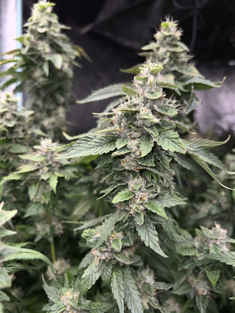 3F9AAF60-8CE8-43E9-9070-768B74B44F18