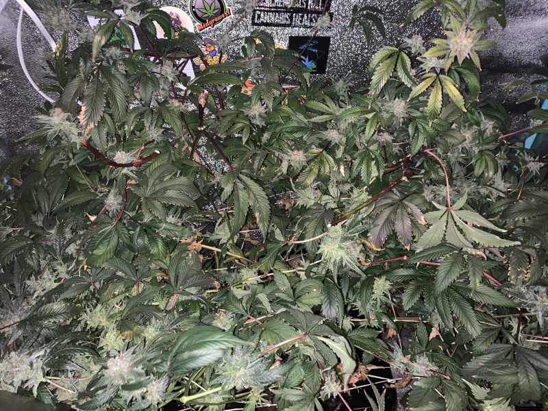 120E5F86-AE18-4065-87E6-FCFFF1F7ADC5